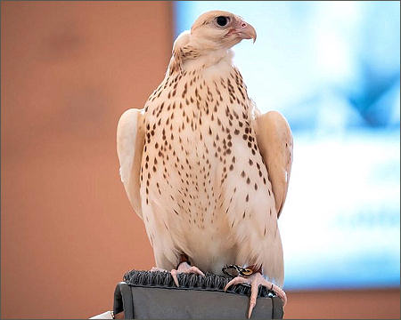 A white falcon sold for $300,000 at Abu Dhabi auction, UAE, August 31, 2026