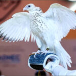A white falcon sold for $571,000 at Abu Dhabi auction, UAE, September 7, 2026