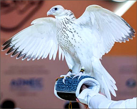 Abu Dhabi falcon sold for $571,000, smashing world auction record