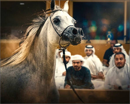 Dubai Arabian horse Stud auction UAE Oct 11, 2026